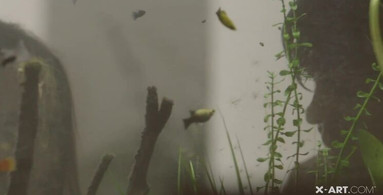 Thick cock is passionately sucked by a starlet